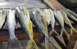 Buccoo’s Mahi Mahi fishing are calling!